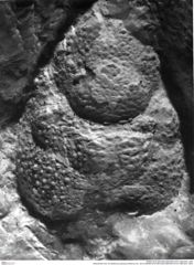 Historisches Foto von Bullariscus patruliusi (Robins et al., 2013) (NHMW-AFW-GEO-BACHMAYER-FOTO-1990-0041-1603)